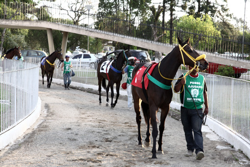 Jockey Club do Paraná, 506º corrida em 31/10/2016 Hipódromo do Tarumã