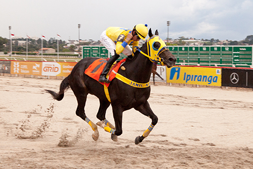 Jockey Club do Paraná - Hipódromo do Tarumã reunião de 15/03/2018 - fotos de divulgação © Estéfano Lessa